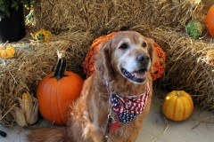 BCHH-Open-House-Gator